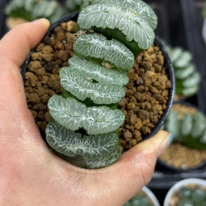 母本虞姬玉扇多肉植物