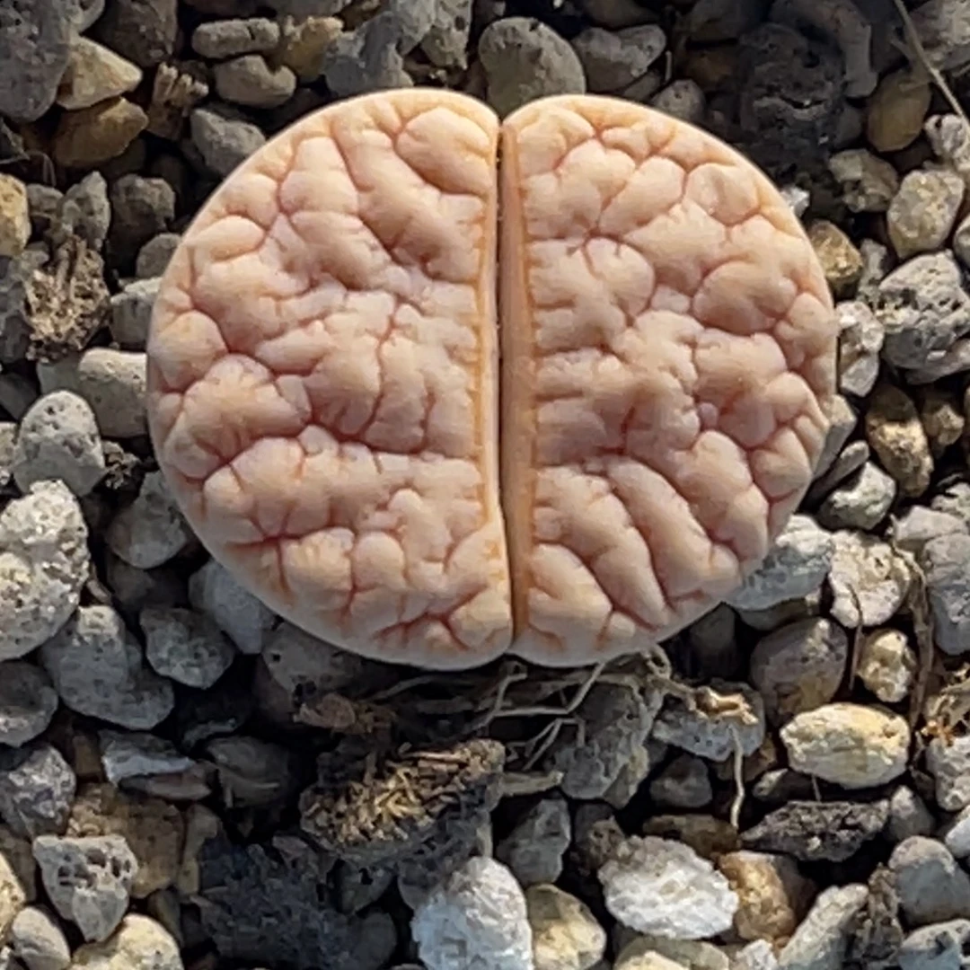 0680拿铁189尺寸2.3