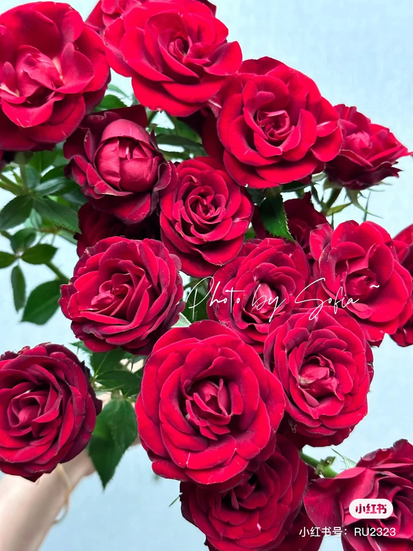 【玫瑰】法拉贝儿 任拍三单顺丰空运包邮鲜切花家居花店插花
