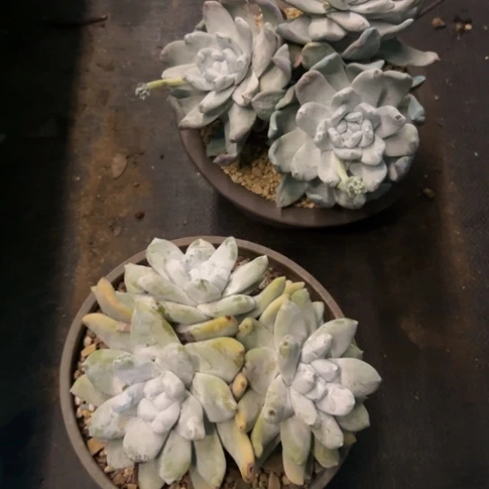 吾*谢谢哥～一物一拍两颗7410