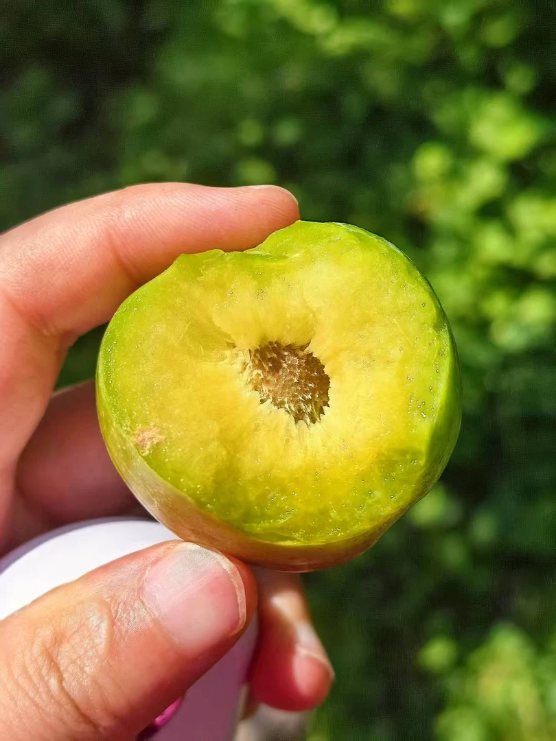 正宗汶川青脆李，顺丰包邮，精品包装，现摘现发