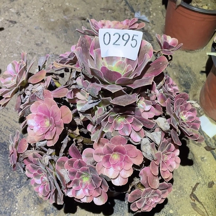 多肉植物法师295美杜莎