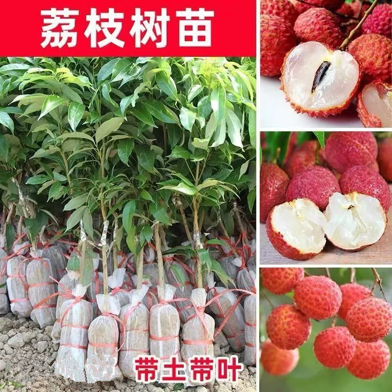 无核荔枝桂味荔枝果树苗盆栽妃子笑嫁接水果树苗冰荔果苗庭院种植