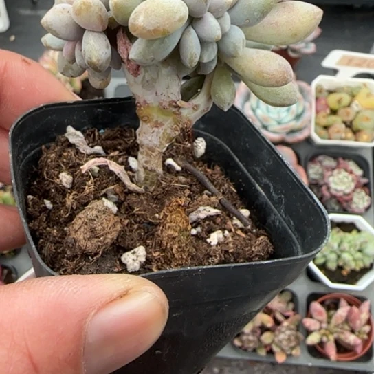 246醉美人缀多肉植物多