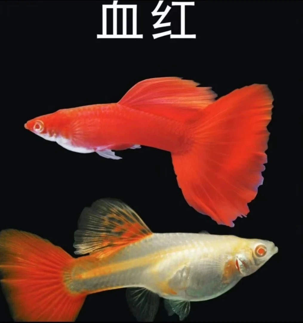 『血红』精品孔雀鱼 公母搭对 孕母可繁殖 开箱视频报损 入缸后不包