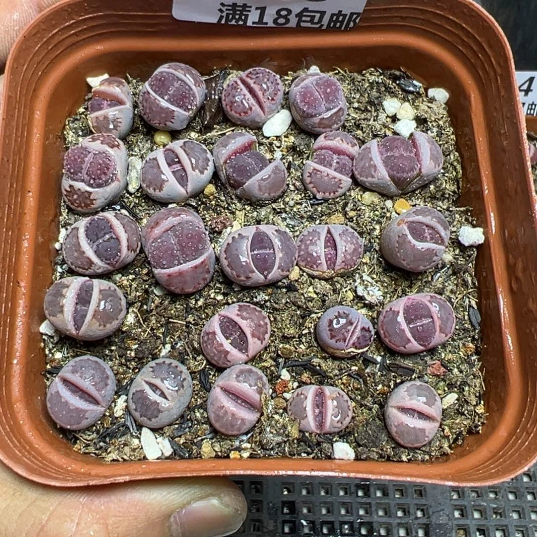 【闪购商品】 145。