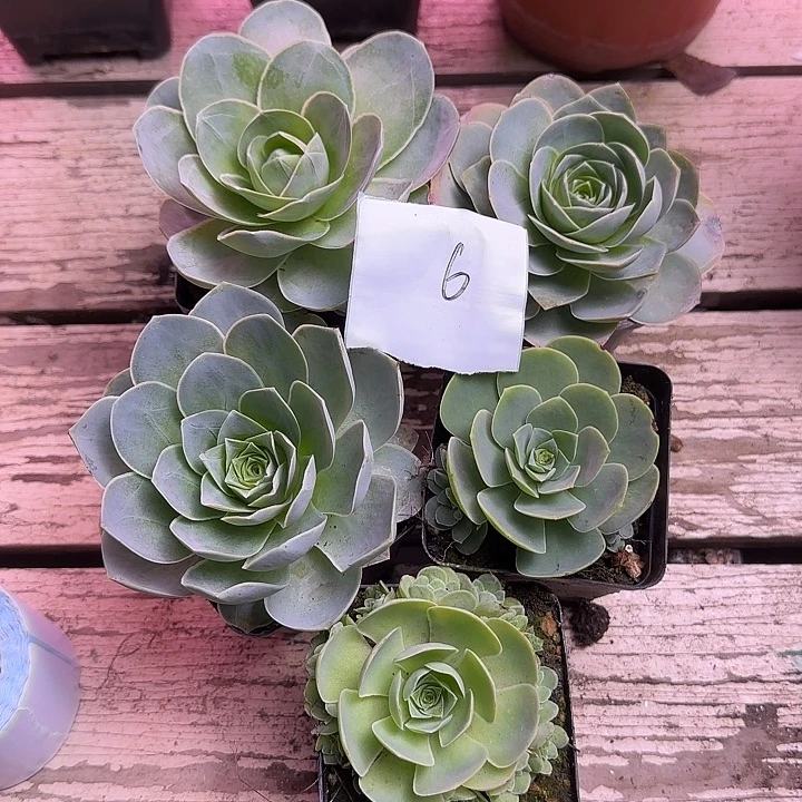 ****子山地玫瑰一物一拍，带盆发6号