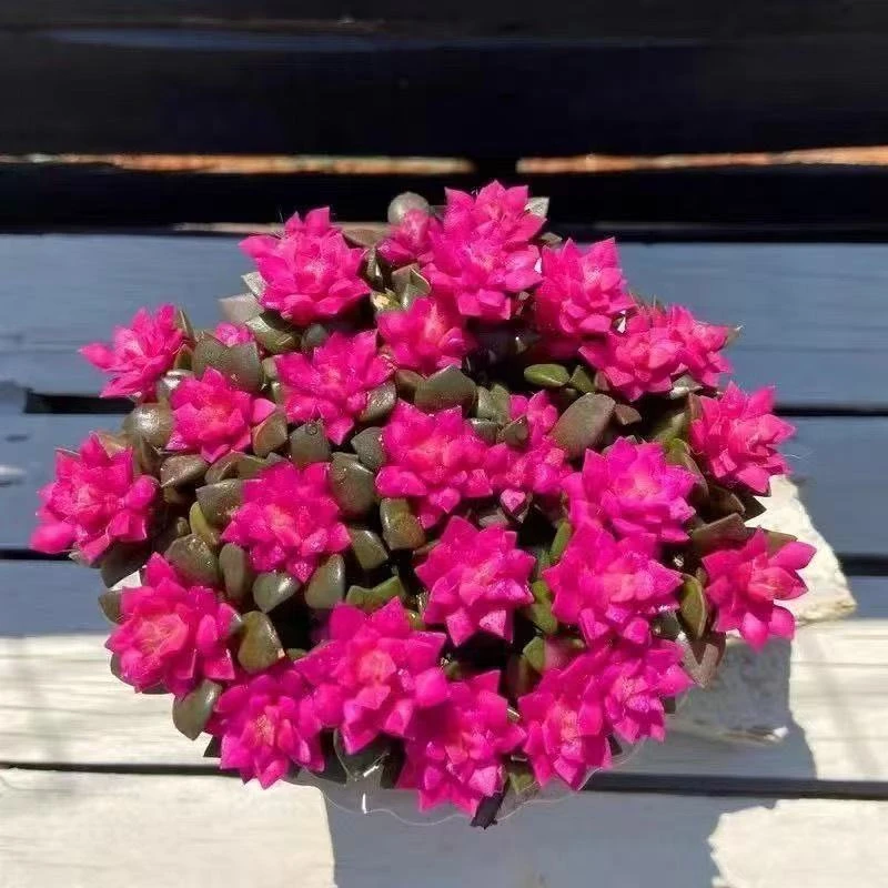 大吉祥如意吹雪【满18包邮】