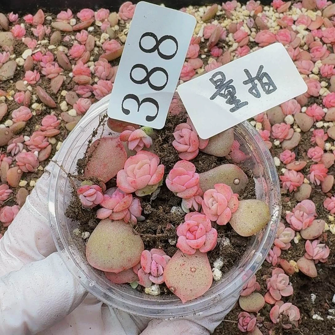 多肉植物多肉植物388量拍