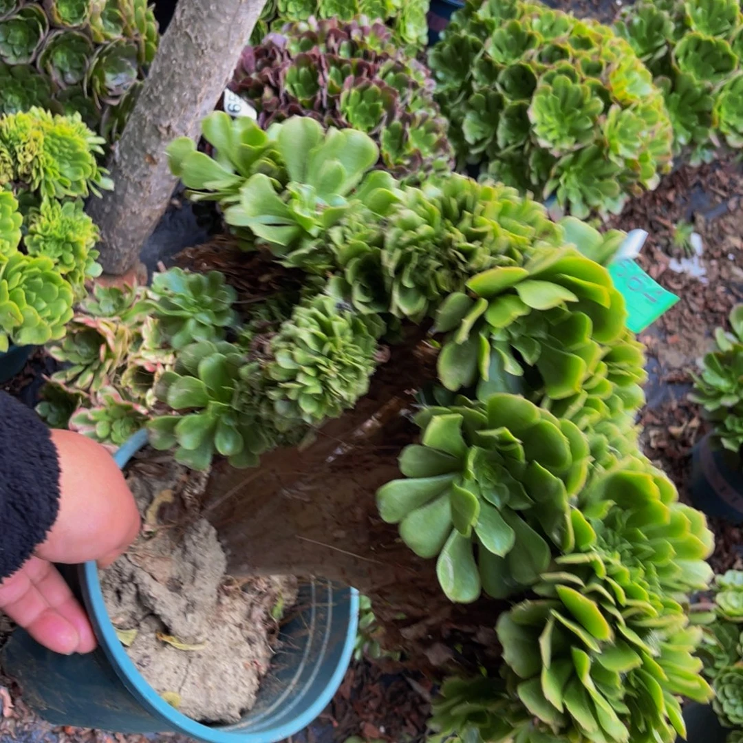 绿杨蓉缀化1-4@¥¥