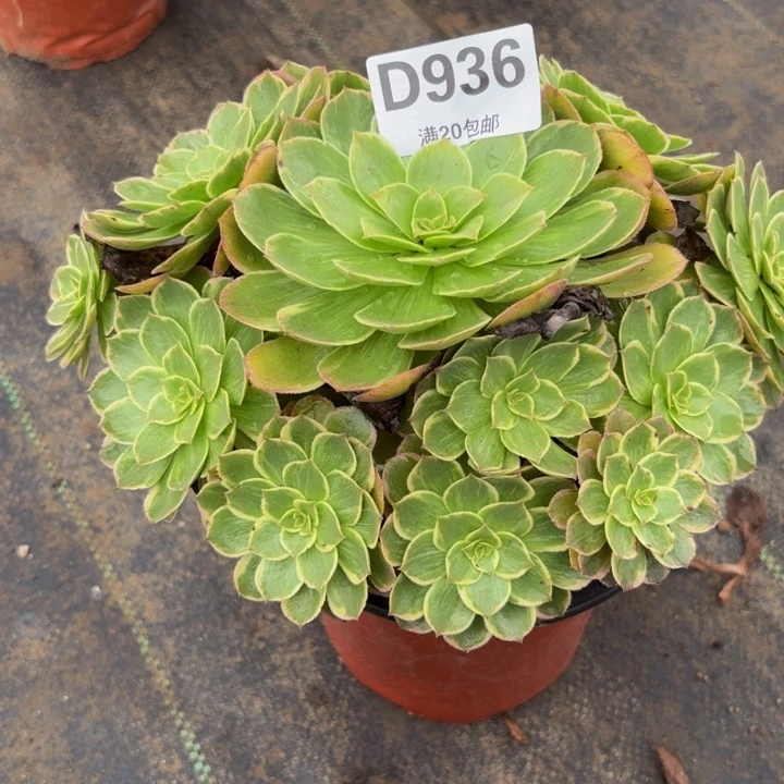 瑞妈多肉园艺936莲花座