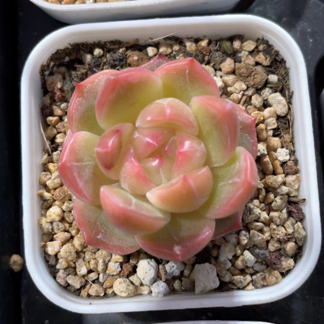 优选珍妮福利625