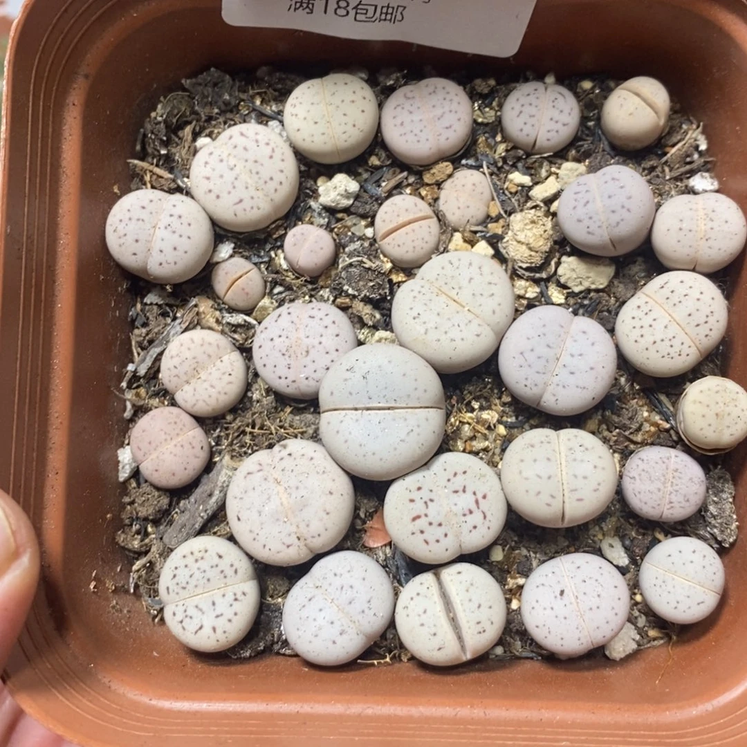 多肉蛋炒饭，感谢您相伴413