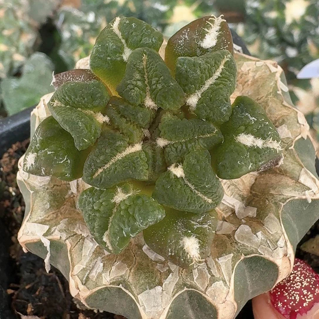 【闪购商品】无花朵大尤黑锦109