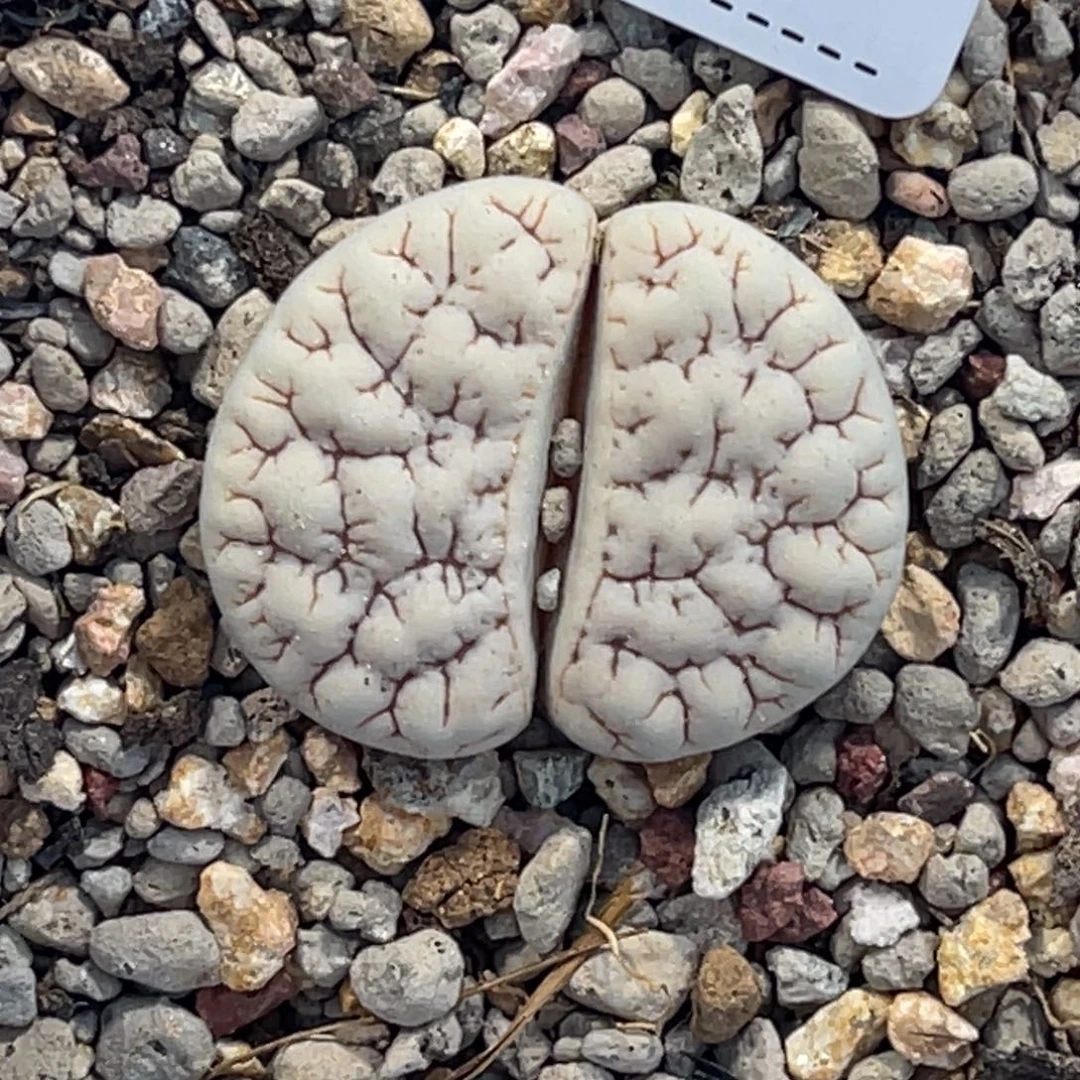 派*星5517白底1891专拍