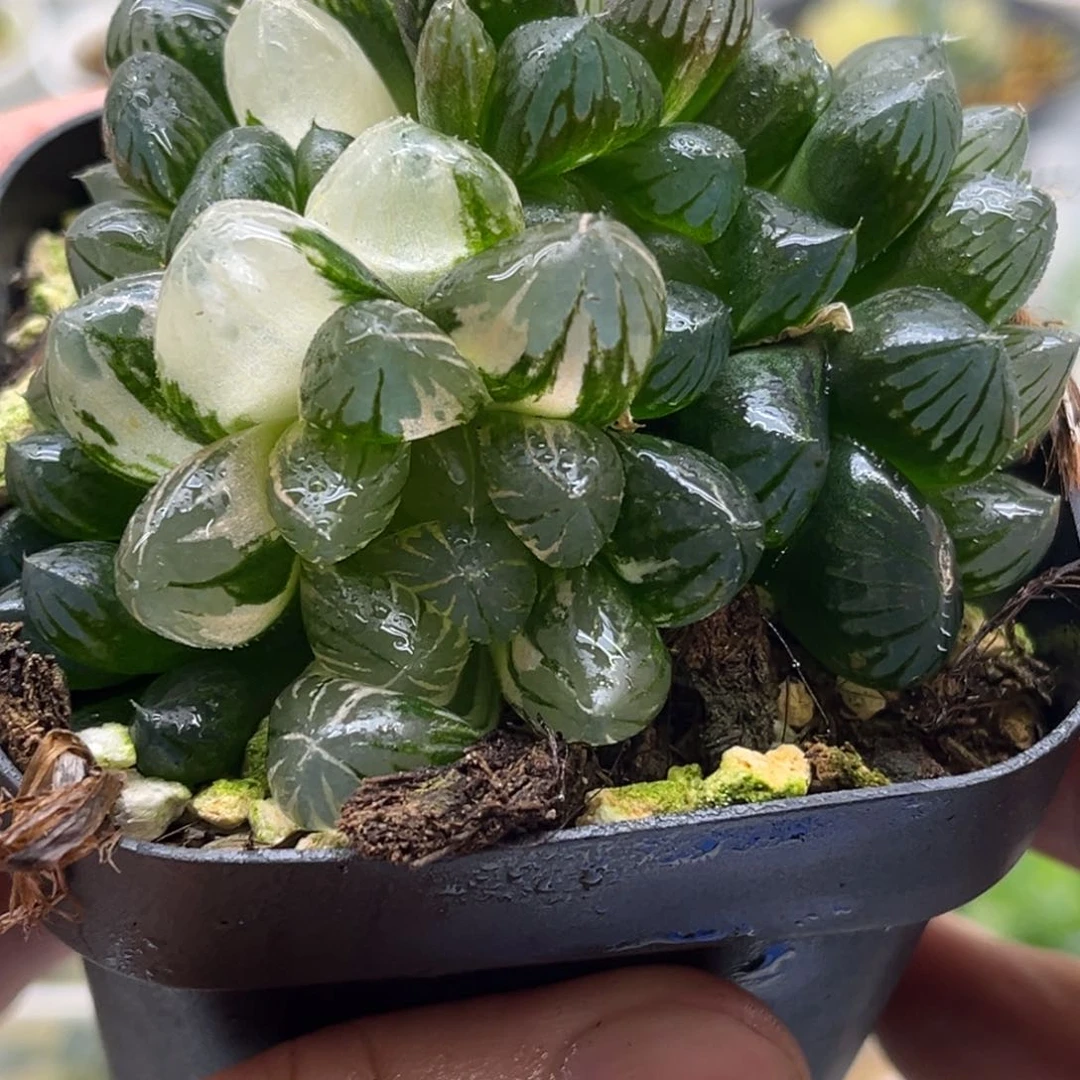 290群生龙爪锦发发发发发发