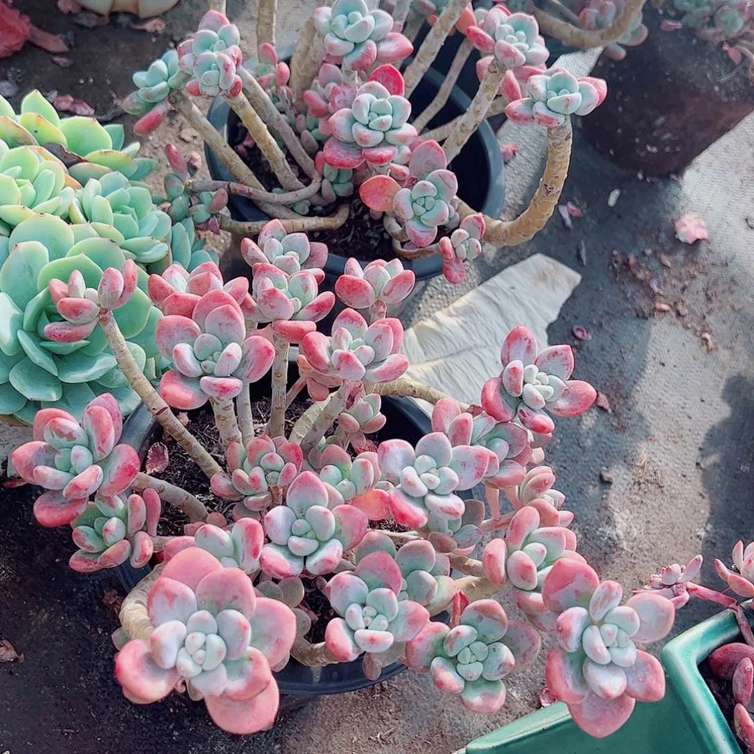 樱花红洛神多头群生老桩特价