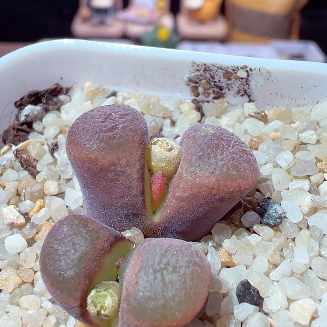 1203-468多肉多肉