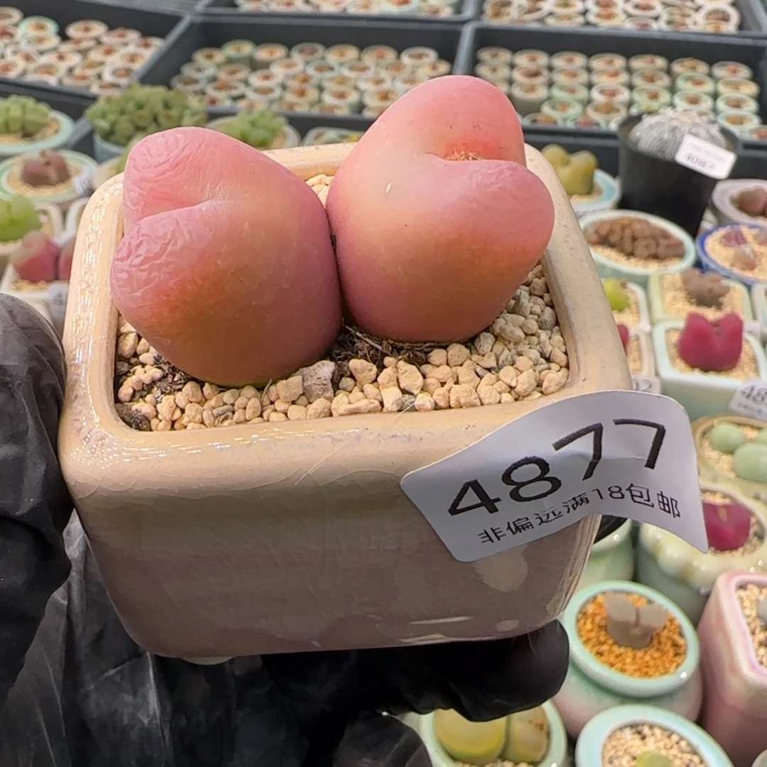 ****啊4877--一物一拍 带盆