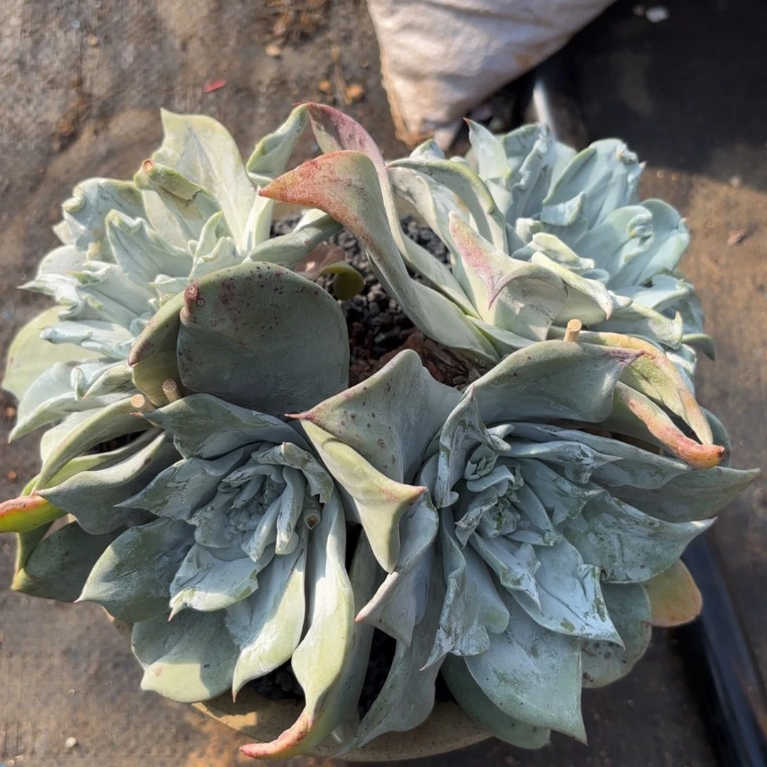 甜***y四头普西非克，仙女杯多肉