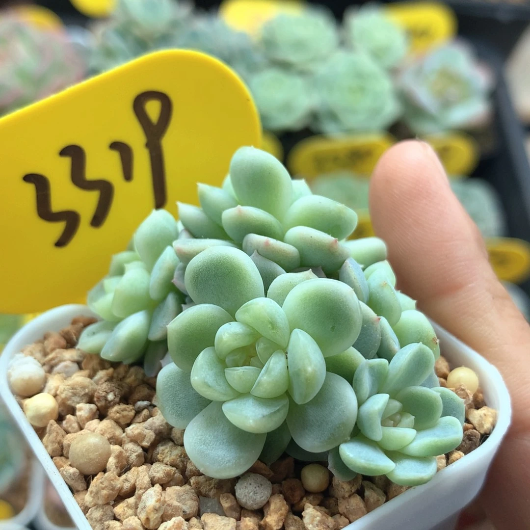 5头纸鸢趴地群3319