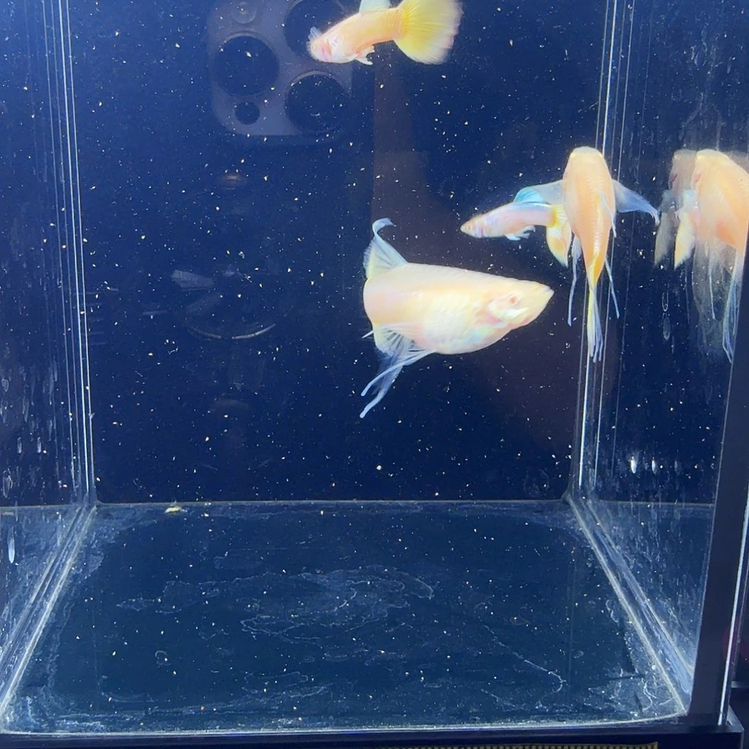 孔雀鱼黄金大c2对