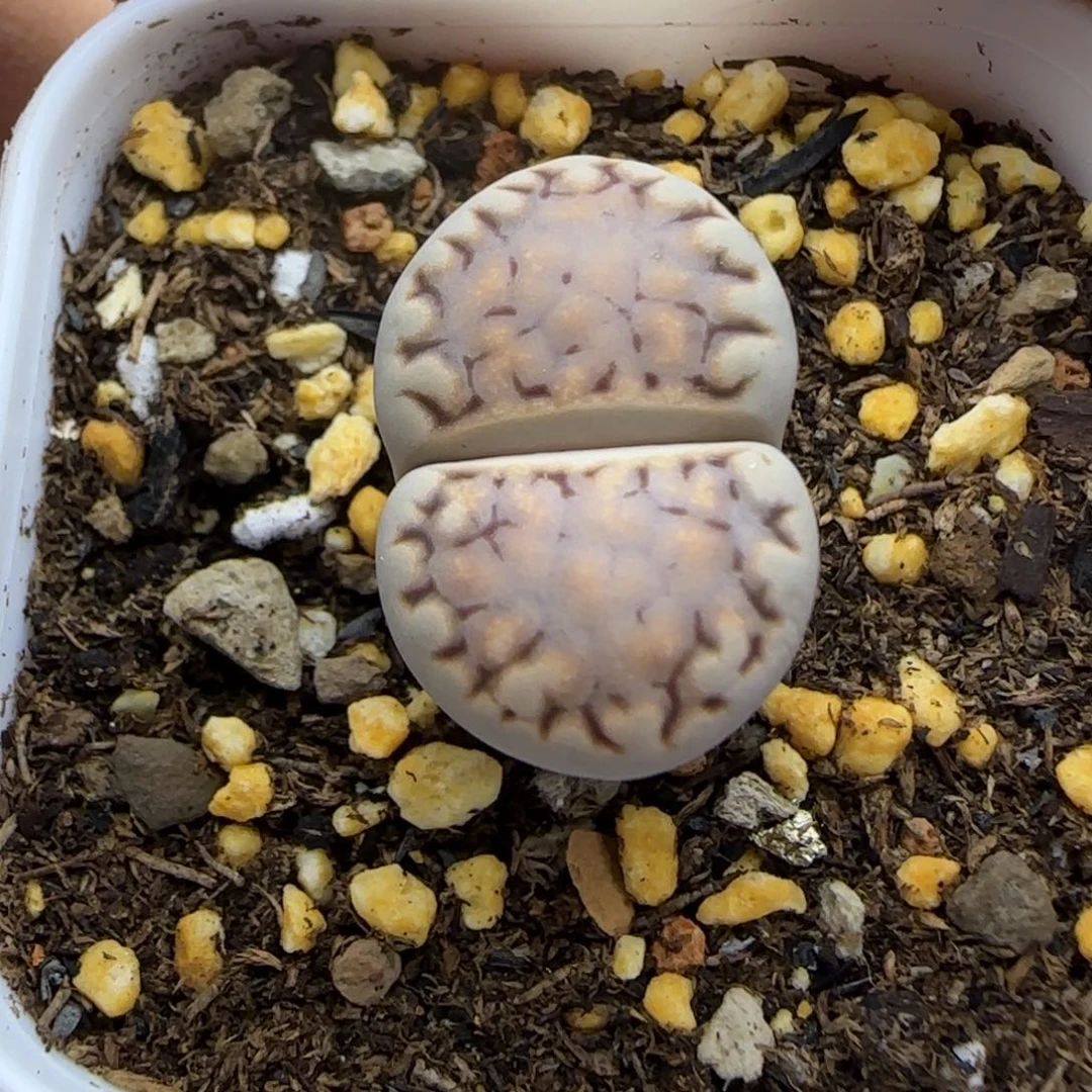 425 生石花大棚直播