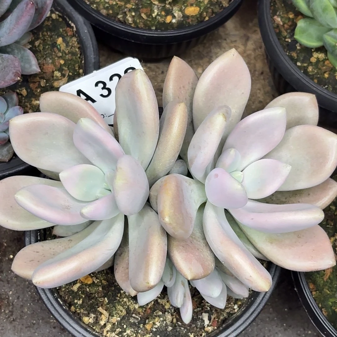 多肉植物高尔夫美人322