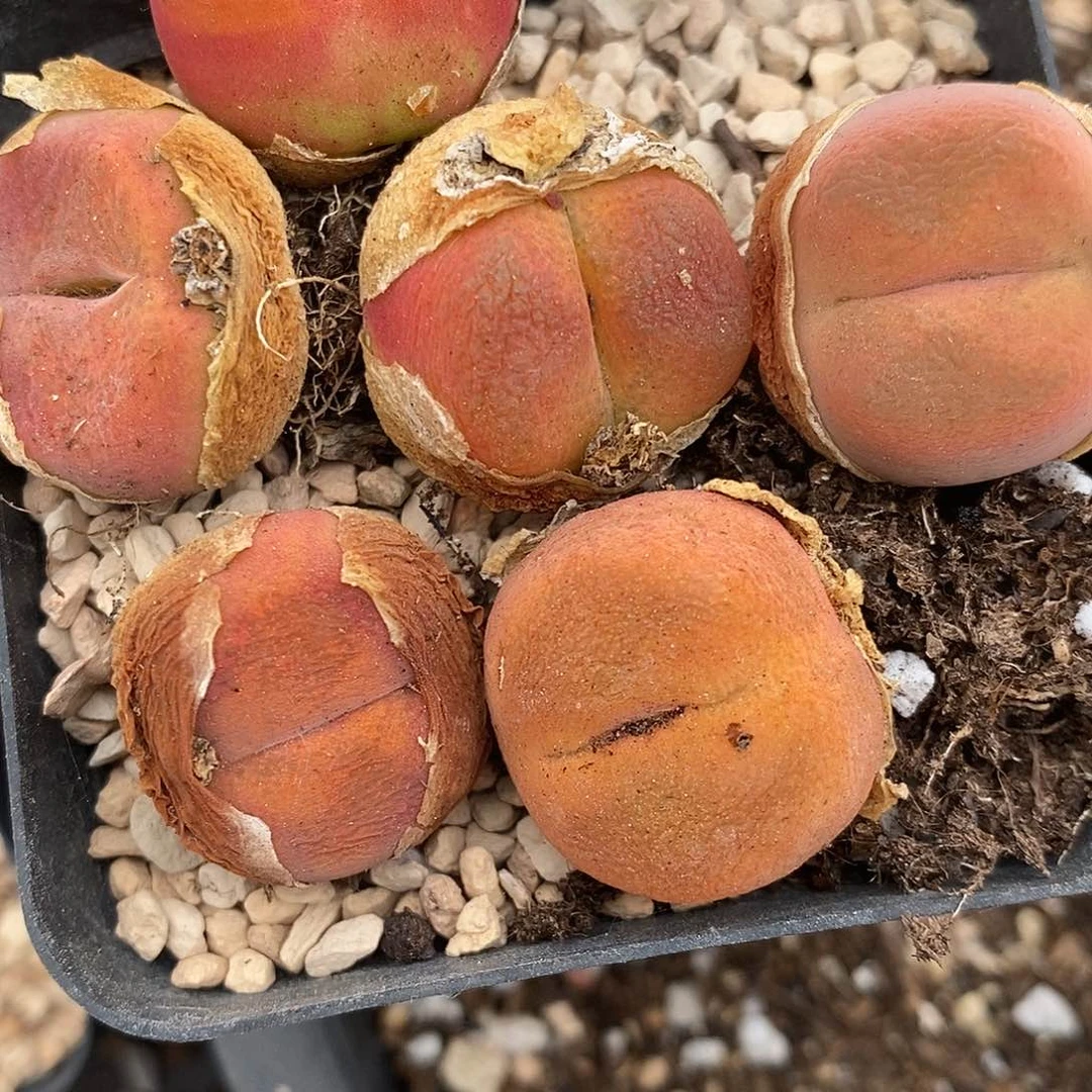 水蜜桃1颗买2送1。