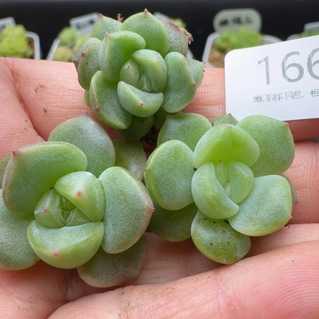 一物一拍一盒510-166