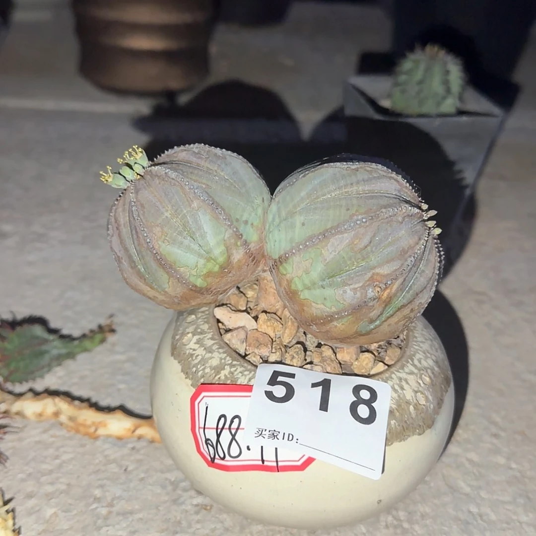 【闪购商品】大*块根植物布纹球