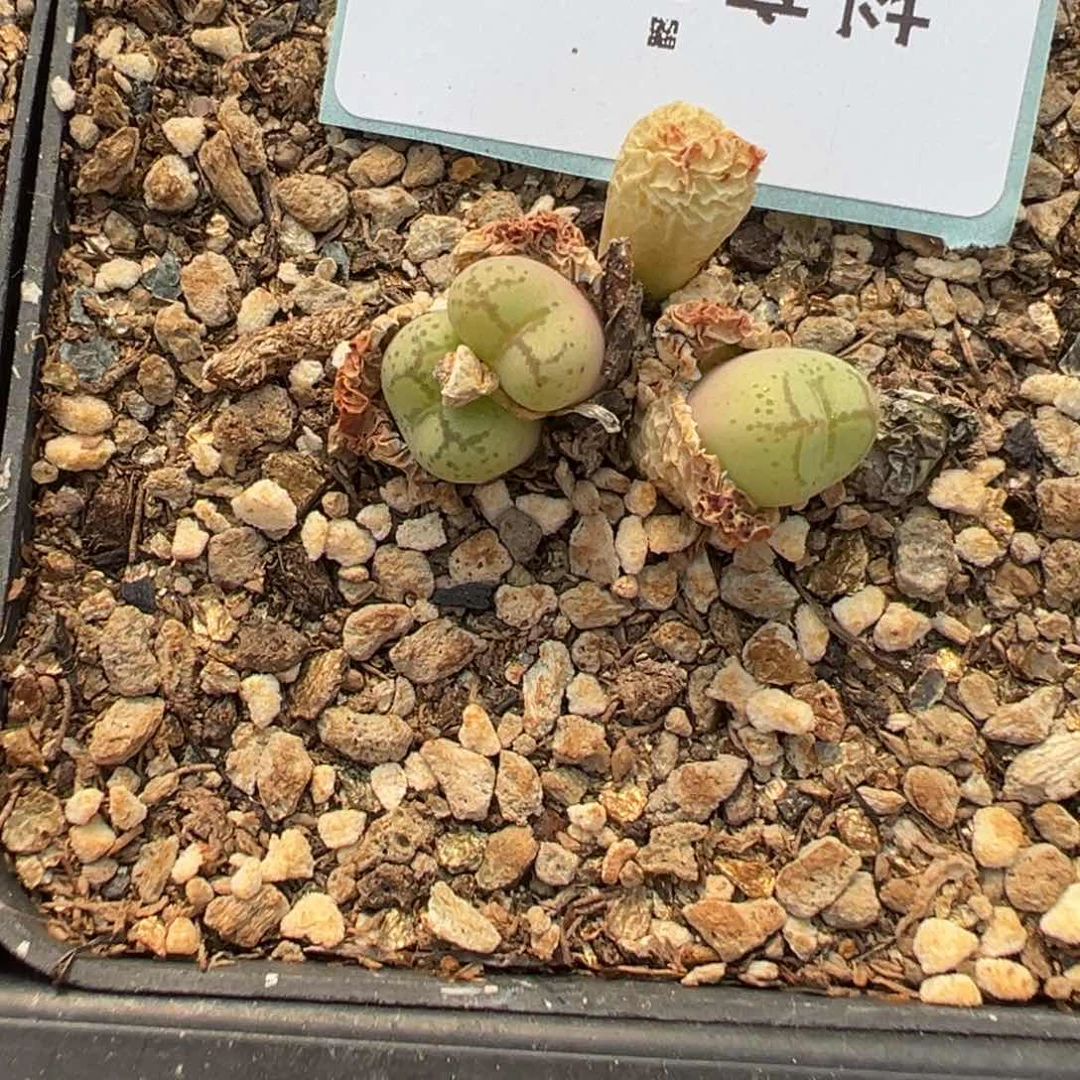 27-81猴脸多肉植物，