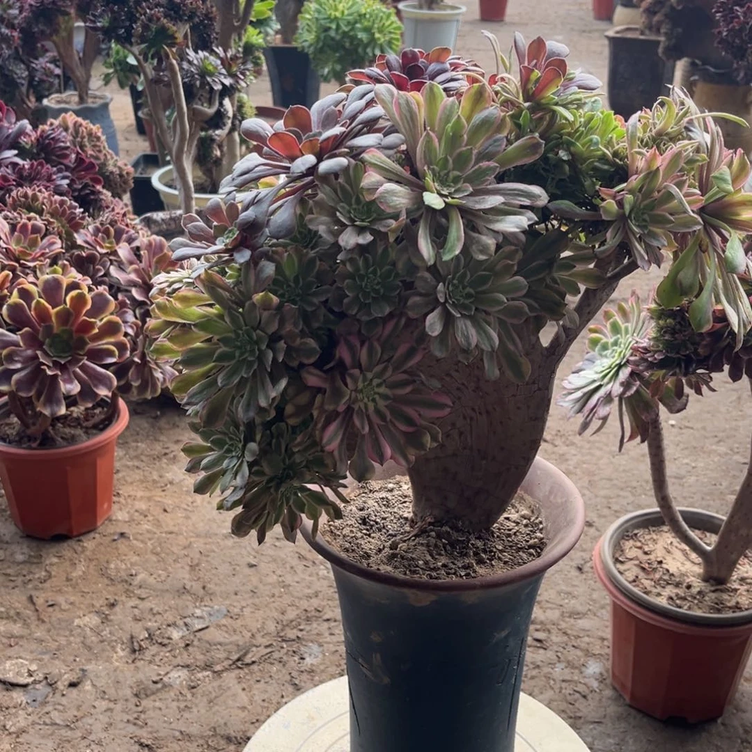 法师一物一拍精品