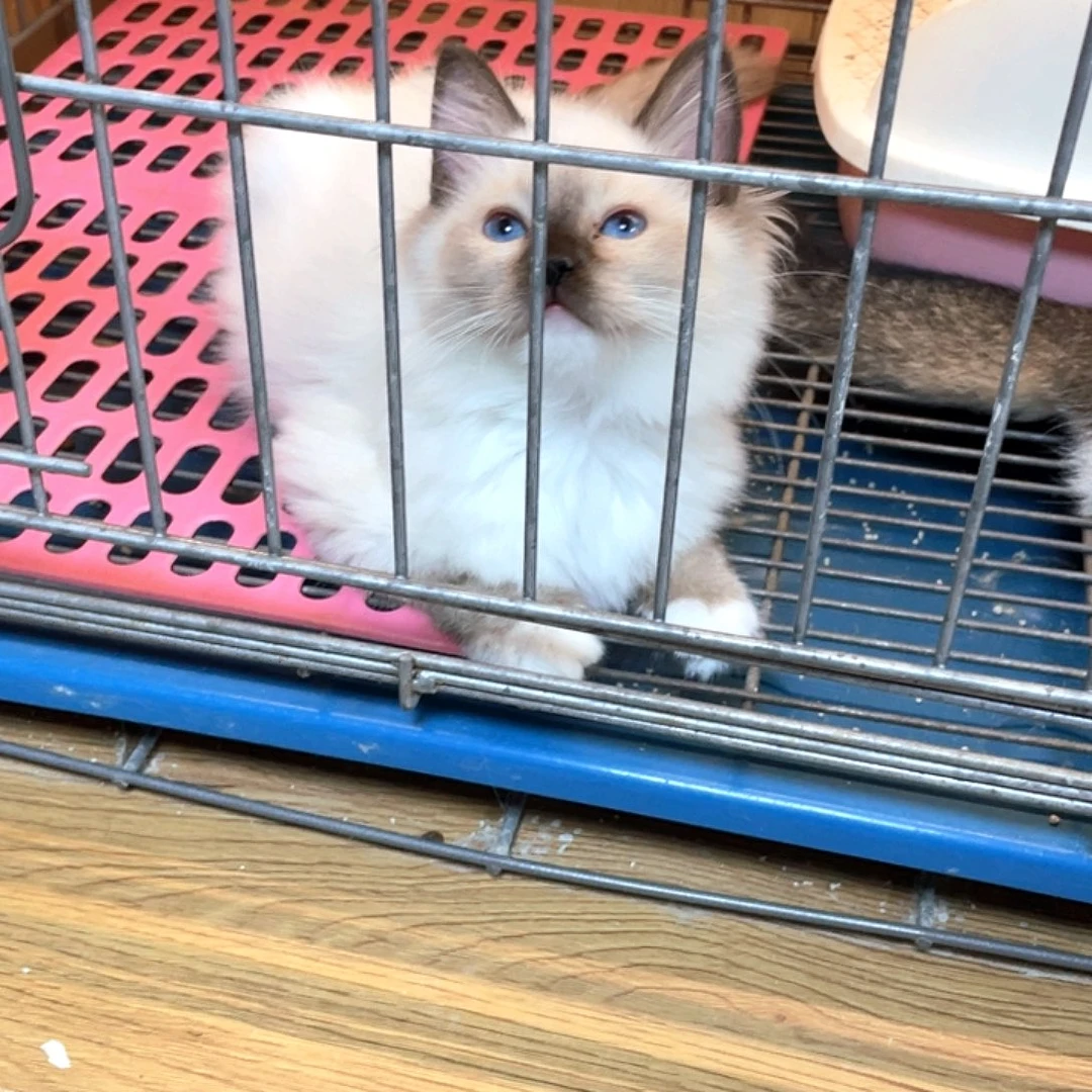 重点色布偶弟弟一只