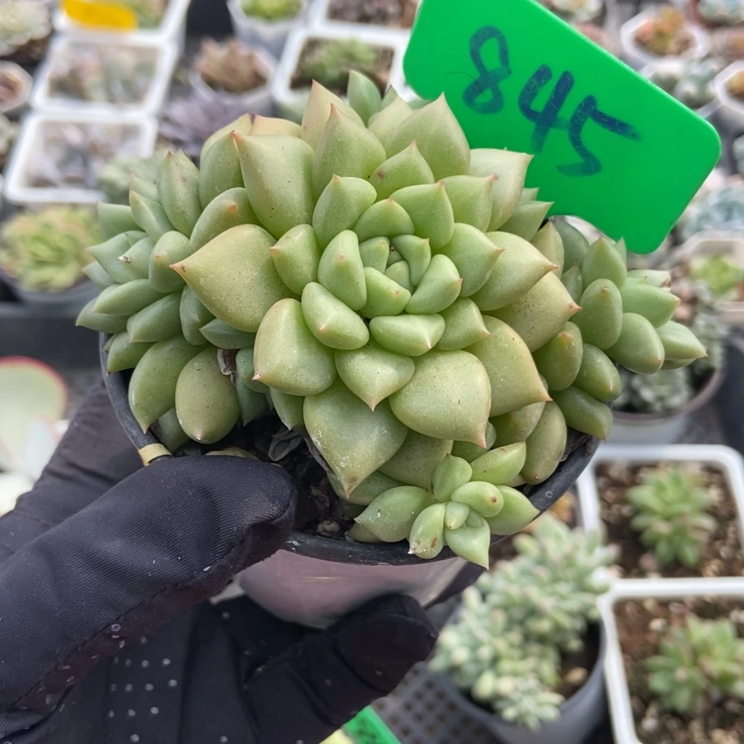 845黄金象牙多肉植物