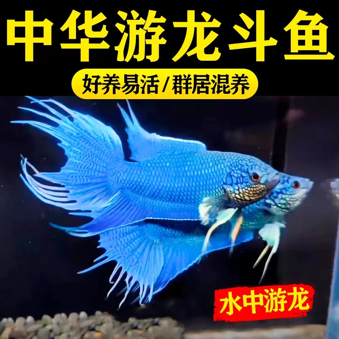 无纹蓝斗鱼活鱼免打氧淡水鱼苗观赏鱼耐活好养懒人中国斗鱼冷水鱼
