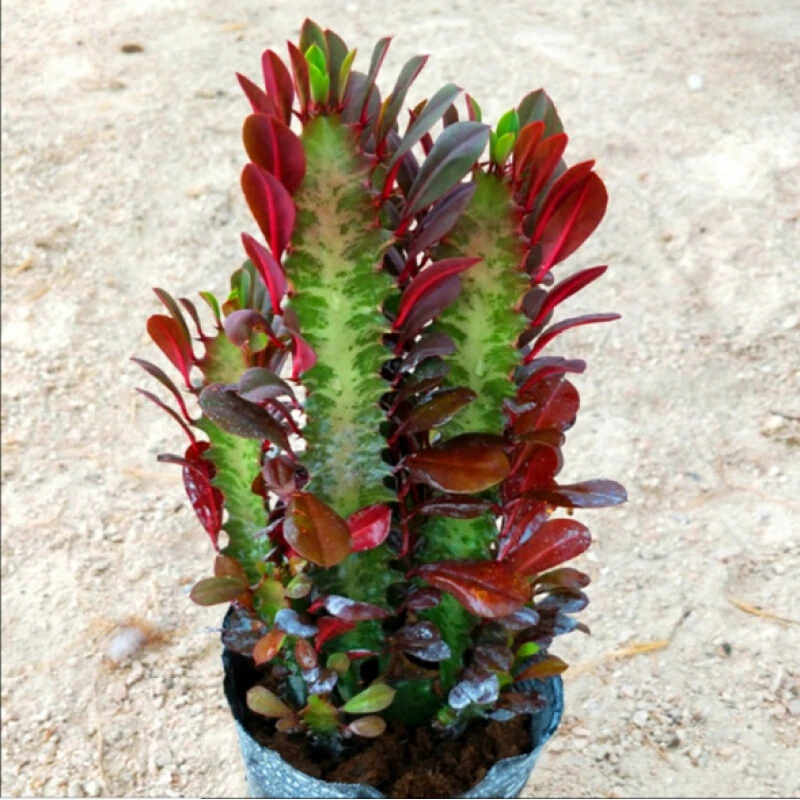 巴西龙骨植物玉麒麟盆栽客厅室内四季好养活吸甲醛多肉大绿植花卉