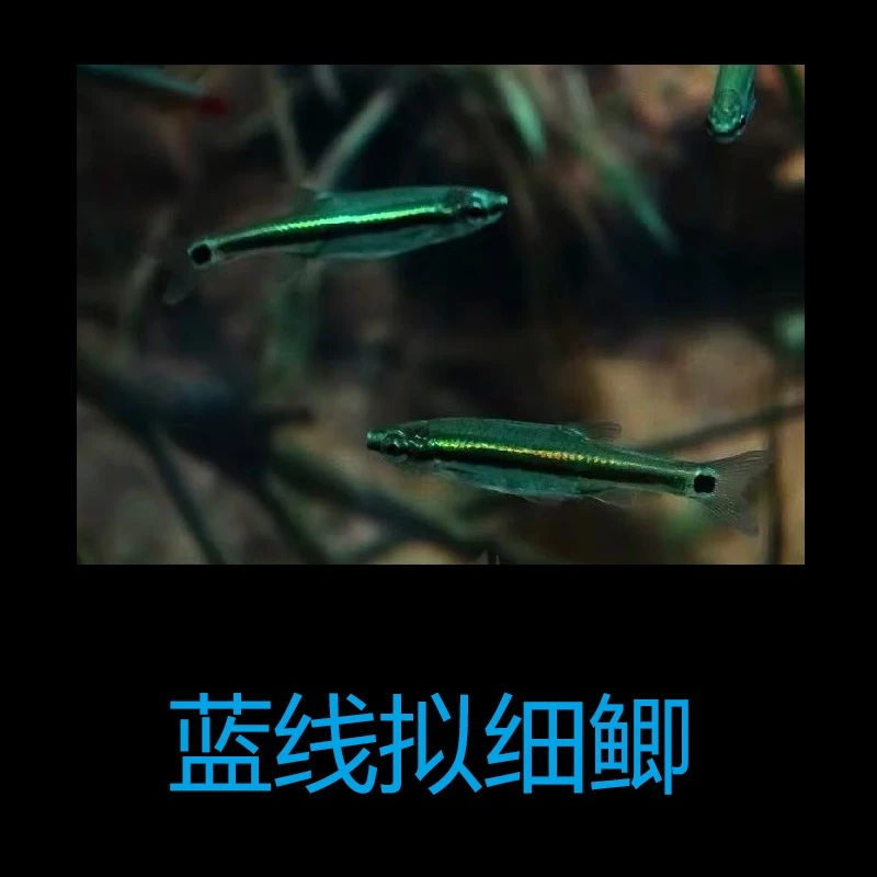 【蓝线拟细鲫】观赏鱼 热带鱼 冷水鱼