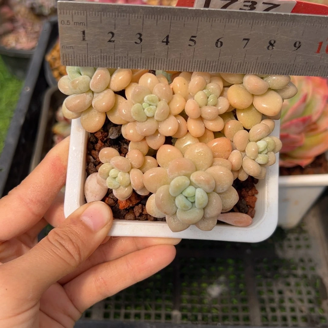 表妹精品多肉1737.