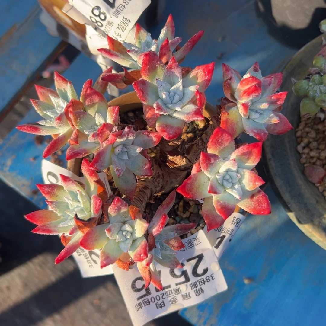 流丹白豪～一物一拍2575