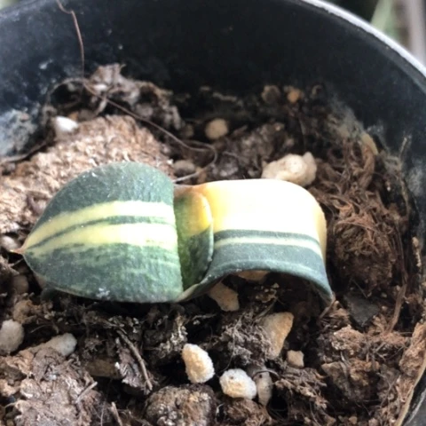 蜗牛锦带盆发货哈哈哈哈