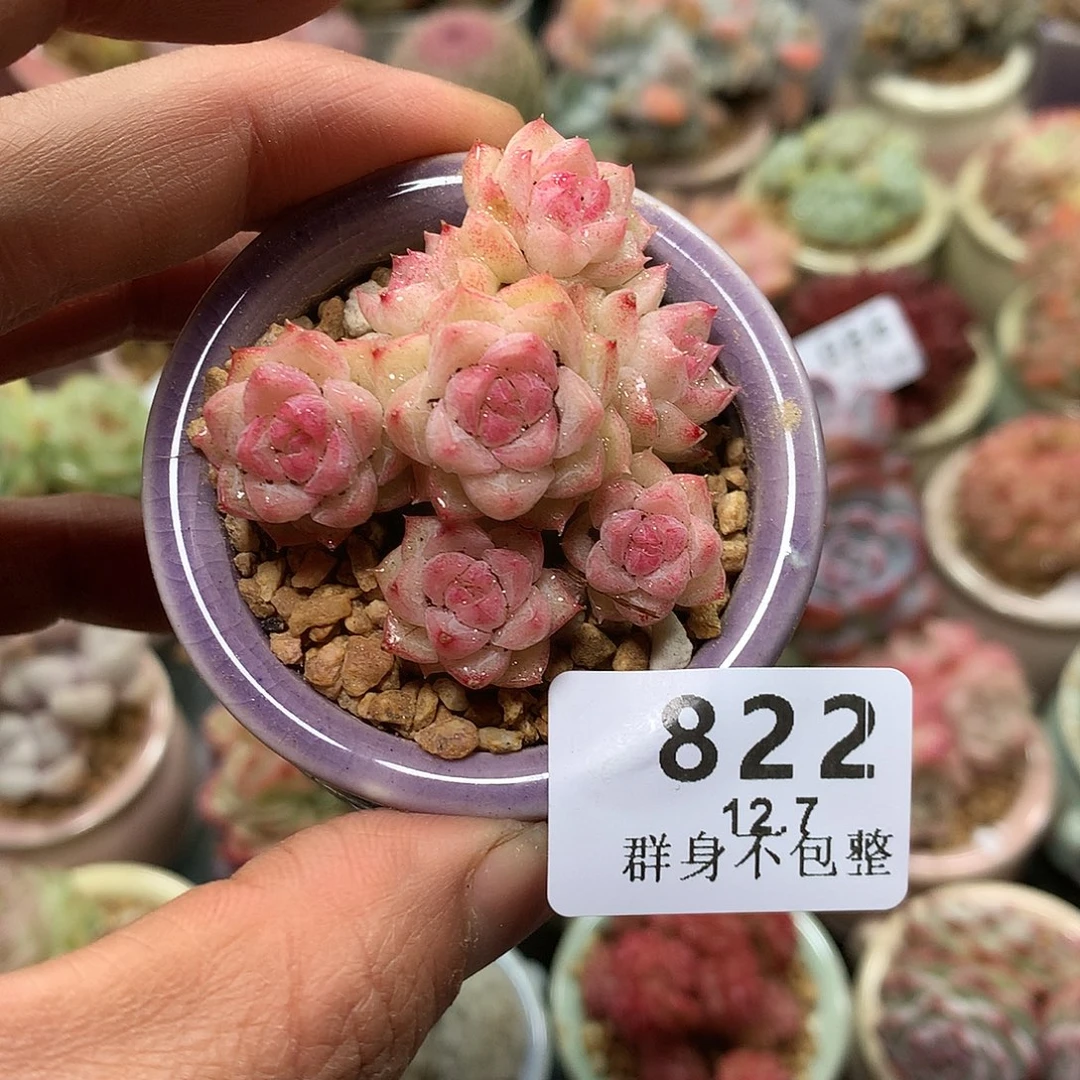 精控拇指盆12.7822