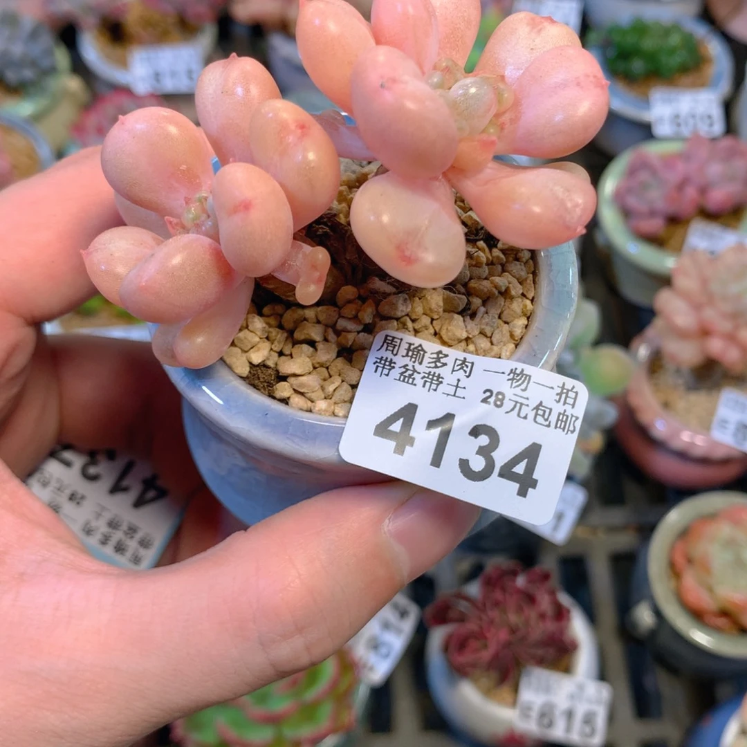 5厘米盆精控多肉4134