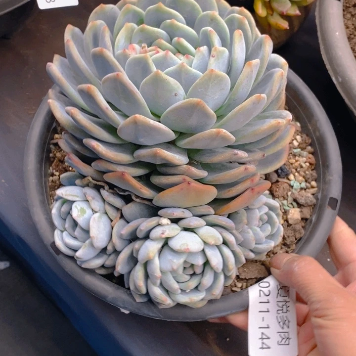 小***傲夏悦多肉0211-144雪天使