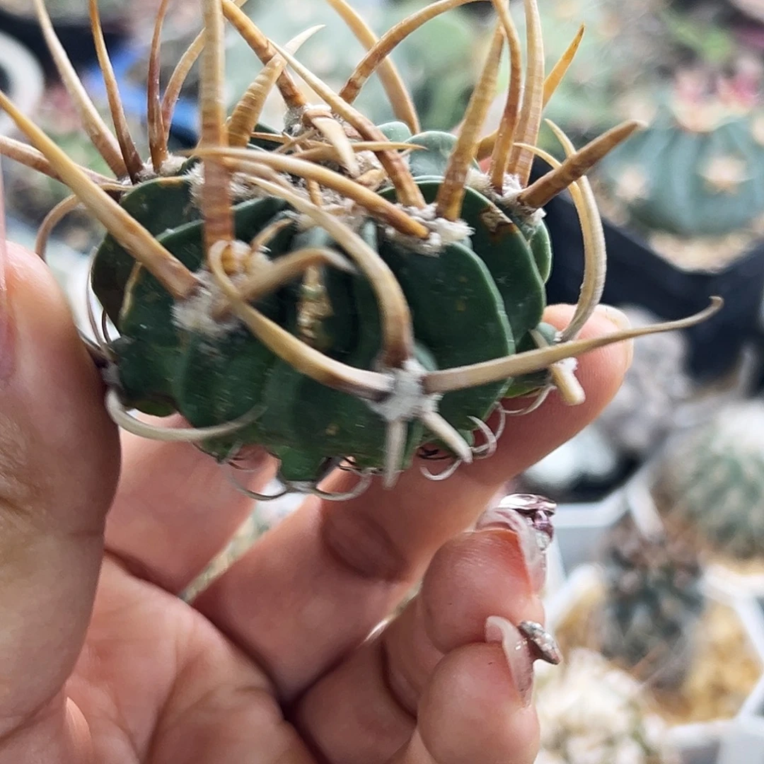 龙剑有根仙人球66666666