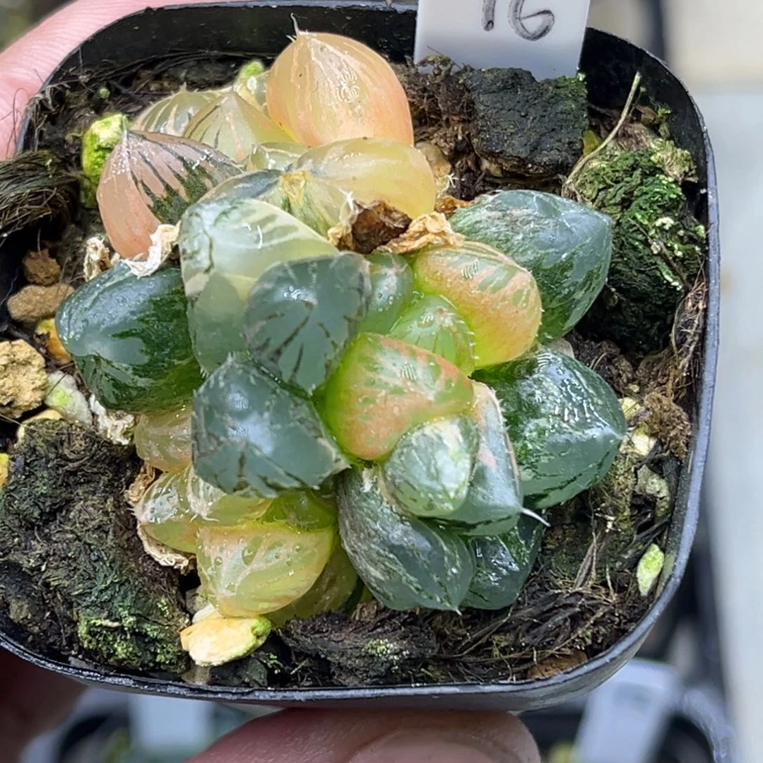 96多头龙爪玉露锦