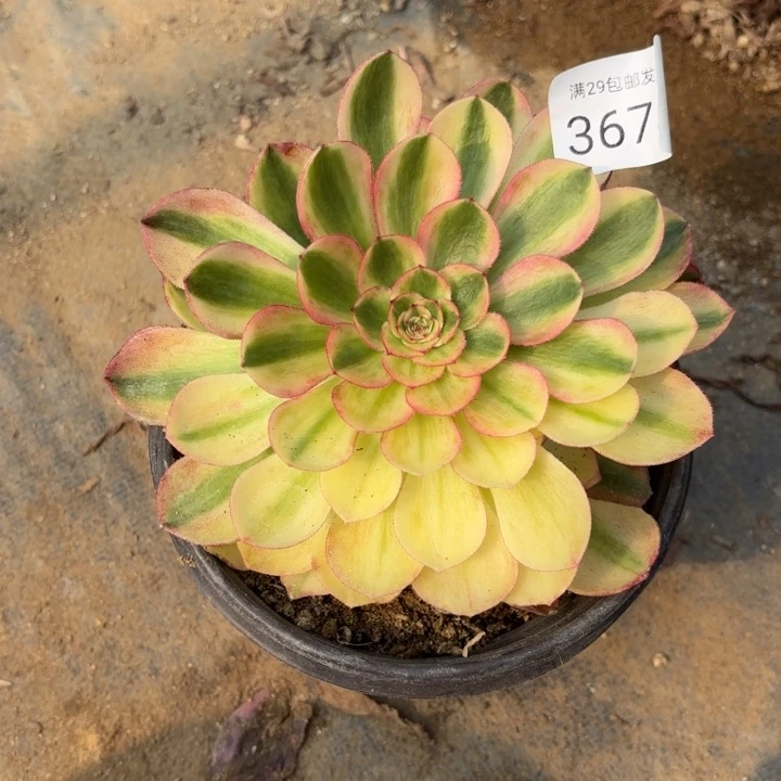 火龙果多肉法师3674