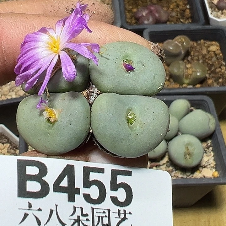 455号大饼多肉植物