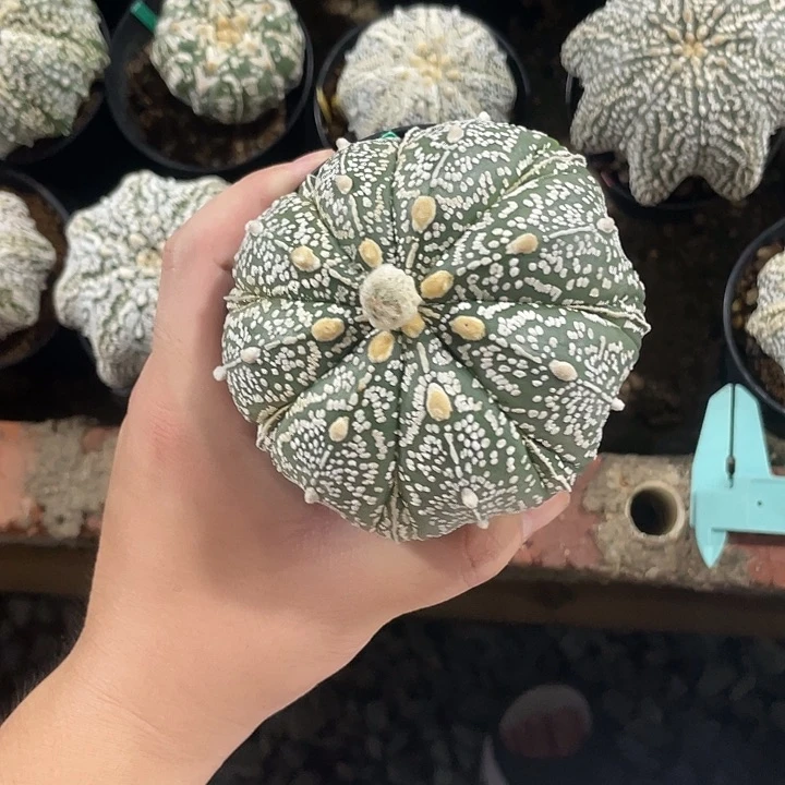 完全开放莫*待特价9 95