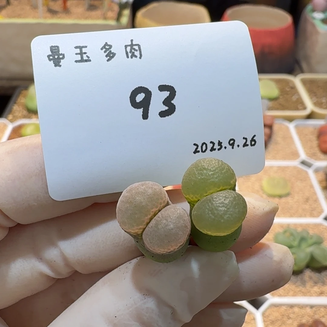 无***言多肉多肉多肉9.26-093梦幻